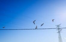 Elia joins SafeLines4Birds to reduce power line avian collisions